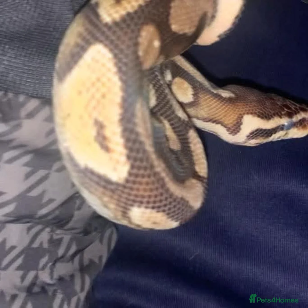 Python Snake reptiles for sale: Royal Python full setup viv,decor,heat mat,light in Witney - Advert 1