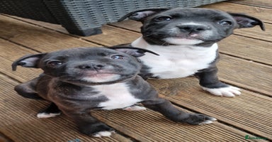 Staffordshire Bull Terrier dogs - Advert 9