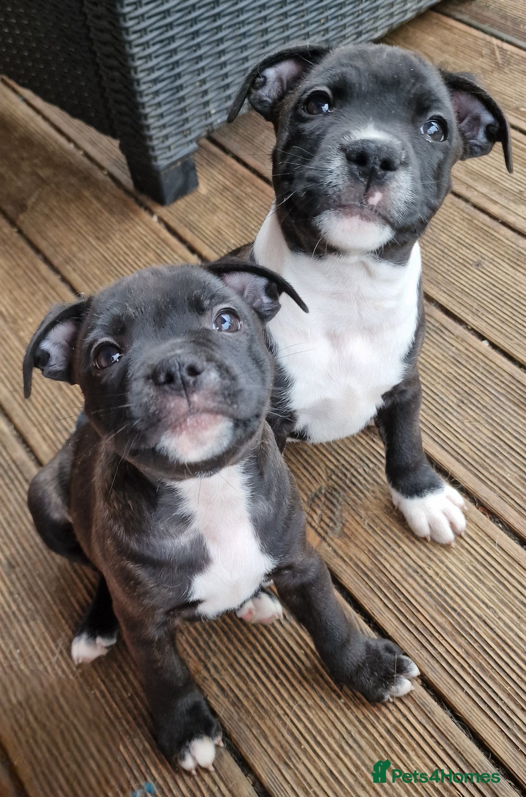 Staffordshire Bull Terrier dogs for sale: Ready Soon, KC reg, Full Vacs, BVA Eye tested 🐾 - Advert 2