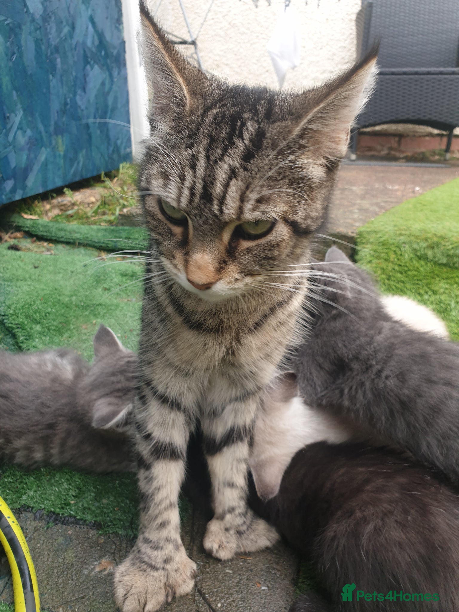 Mixed Breed cats for sale: Kittens for sale - Advert 2