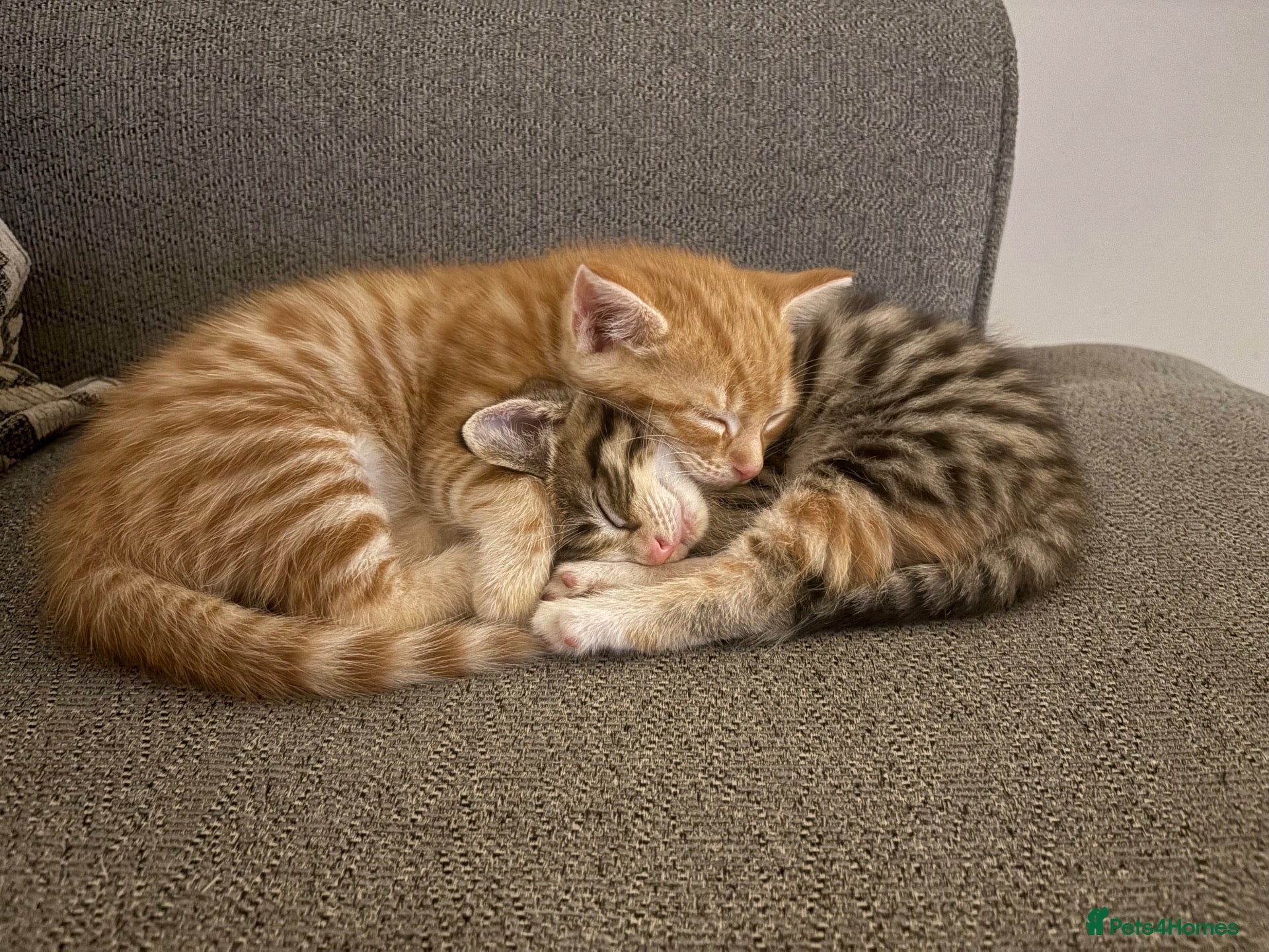 Mixed Breed cats for sale: Beautiful playful kittens  - Advert 13
