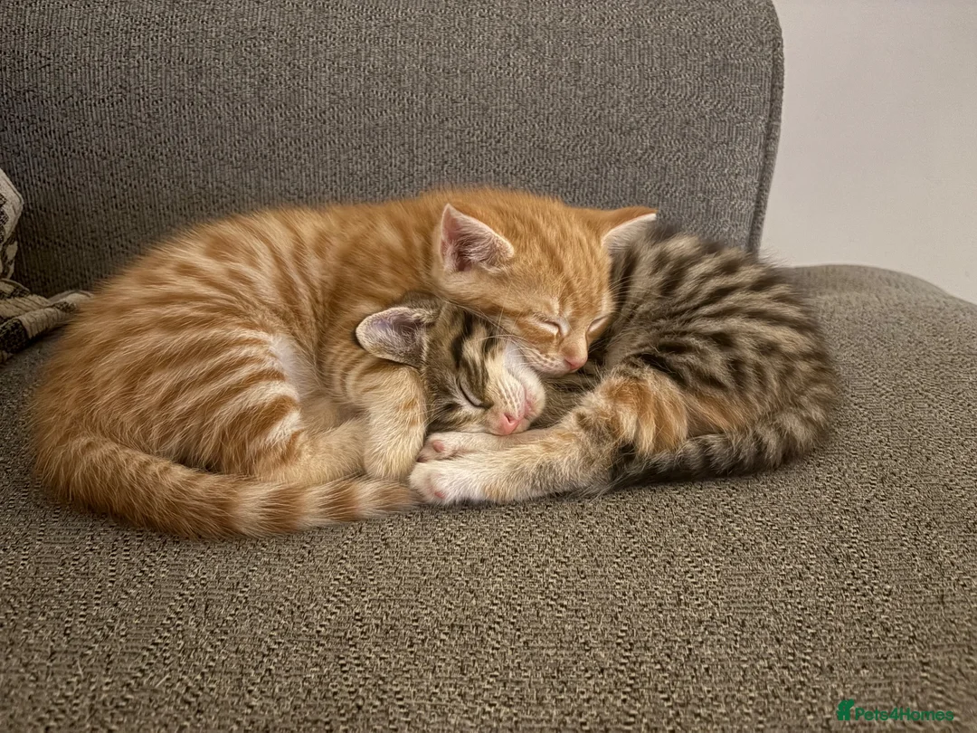 Mixed Breed cats for sale: Beautiful playful kittens  in Huntingdon - Advert 1