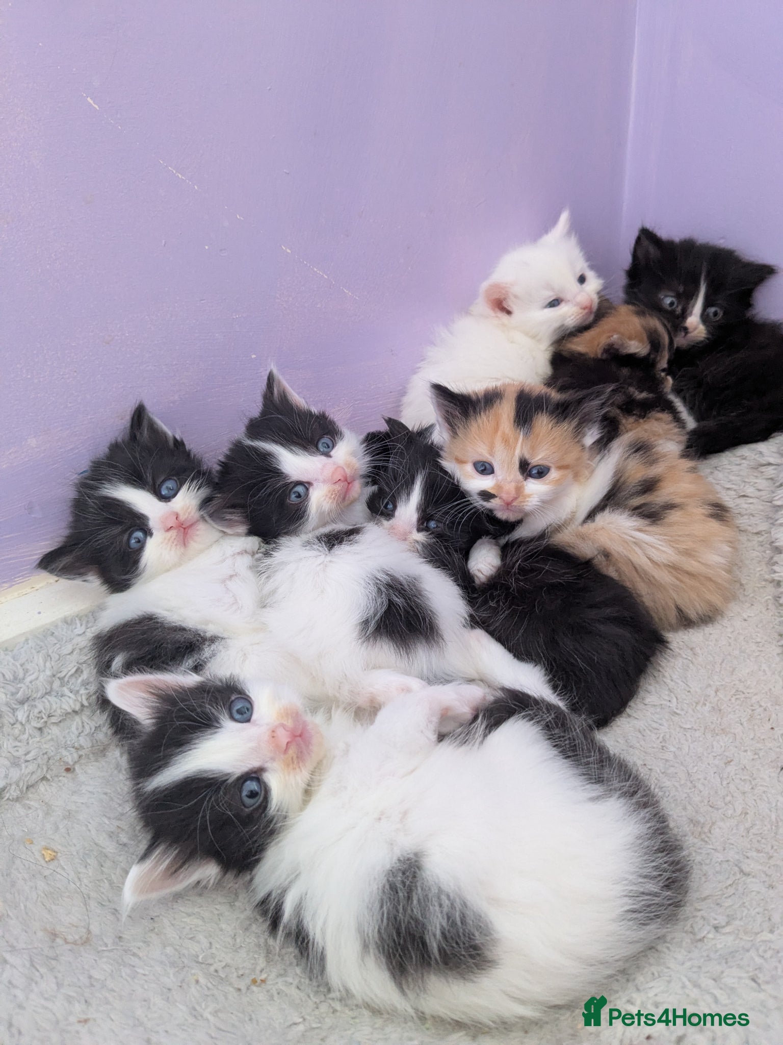 Mixed Breed cats Long hair cute kittens Turkish angora mix  - Advert 17