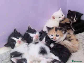 Mixed Breed cats Long hair cute kittens Turkish angora mix - Advert 12