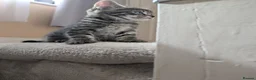 Mixed Breed cats for sale: Kittens Looking for Loving Homes  - Advert 9