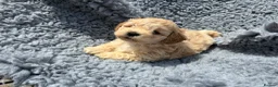 Shihpoo dogs for sale: Beautiful litter of shihpoo puppies - Advert 3