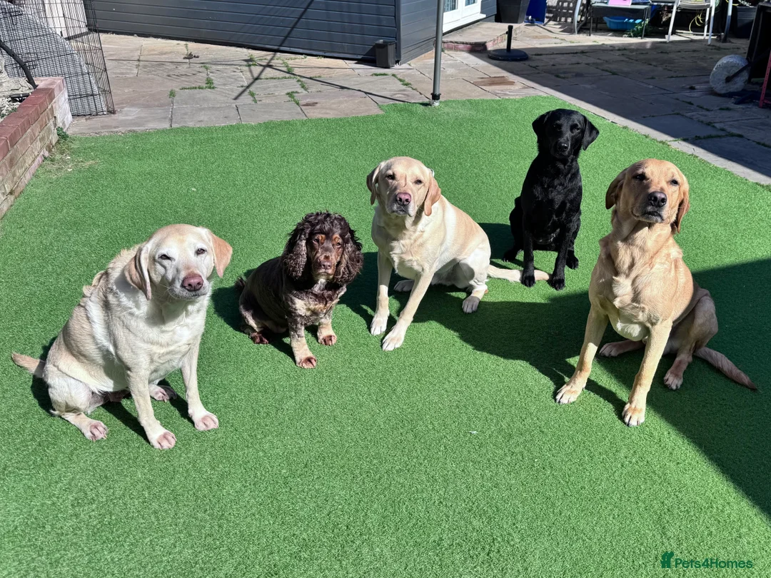 Labrador Retriever dogs for stud: PROVEN, KC REG,HEALTH TESTED LABRADOR FOR STUD - Advert 16