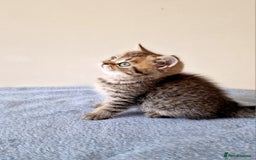British Shorthair cats for sale: 3 beautiful british shorthair kittens 🥰 - Image 20