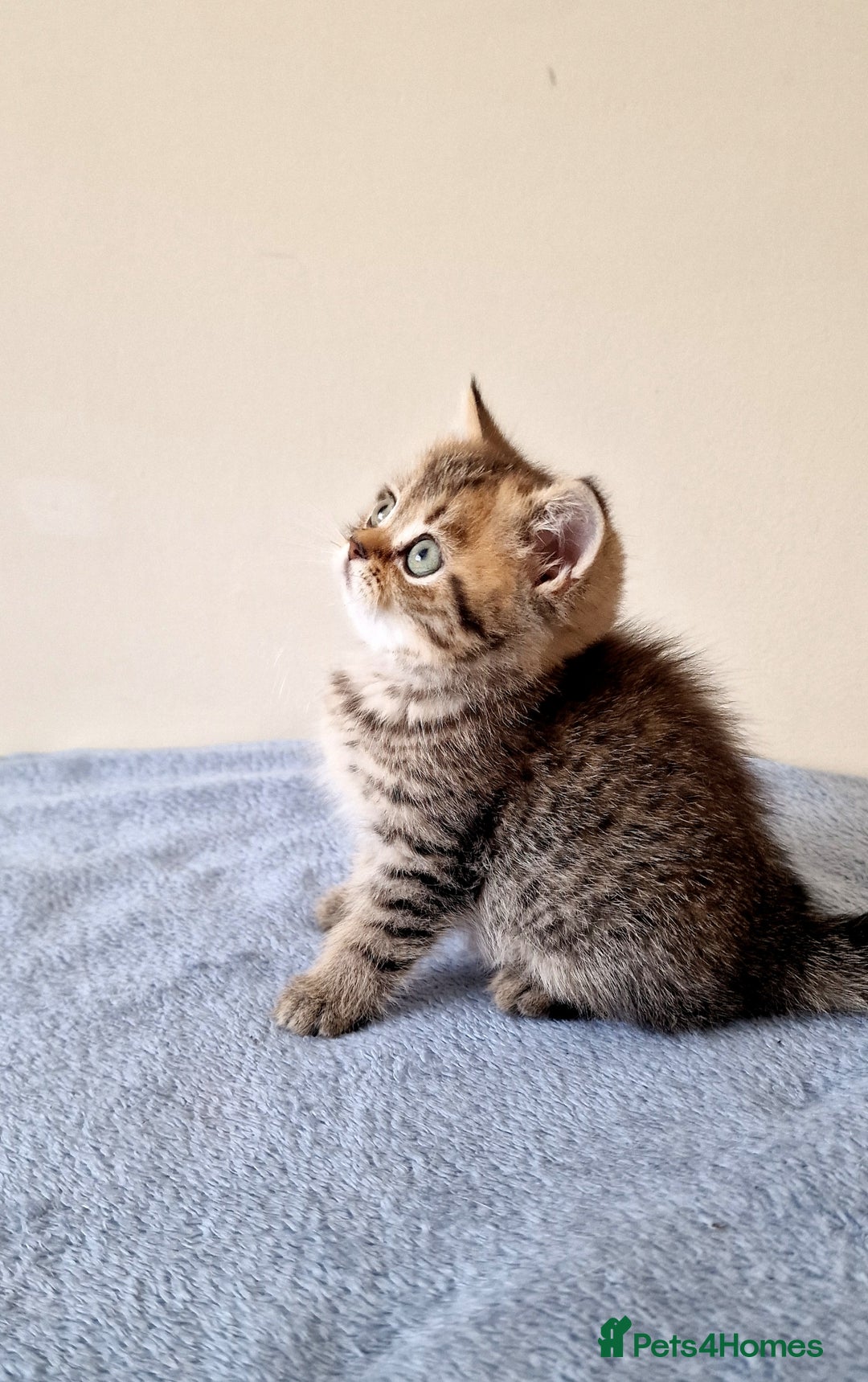 British Shorthair cats for sale: 3 beautiful british shorthair kittens 🥰 - Image 20