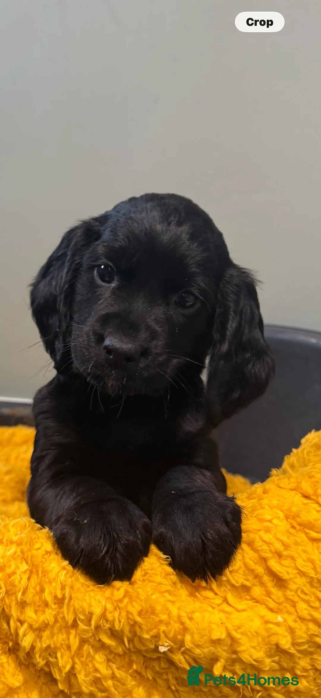 Sprocker dogs for sale: Stunning Sprocker puppies Cocker/Springer  - Advert 12
