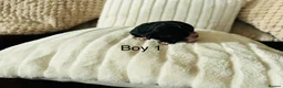 Cavapoo dogs for sale: Stunning F1 cavapoo’s - Advert 12