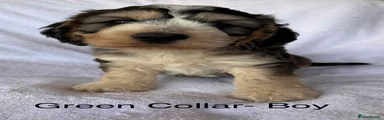 Cockapoo 5