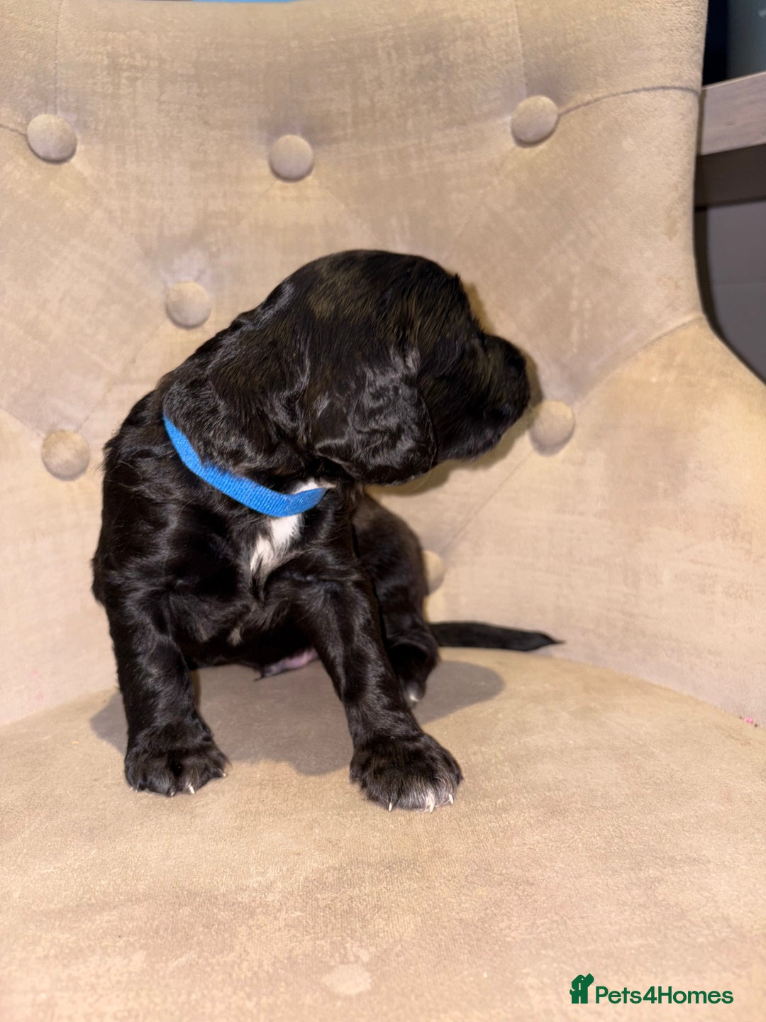 Cockapoo dogs for sale: Beautiful litter of Cockapoo pups - Advert 22