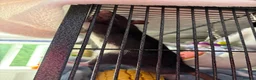 Rat rodents for sale: Two Male Fancy Rats in Worcester - Advert 3