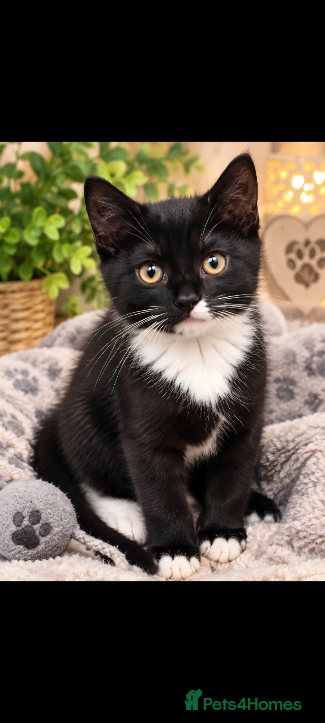 British Shorthair cats for sale: Beautiful Kittens 😻😻 - Advert 10