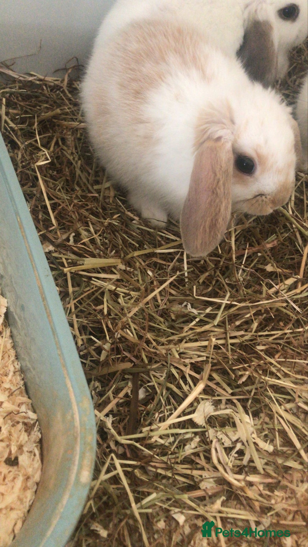 Mini Lop rabbits for sale: Baby rabbits  - Advert 6