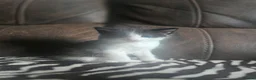 Mixed Breed cats for sale: Domestic short hair cross ragdoll kittens - Advert 5