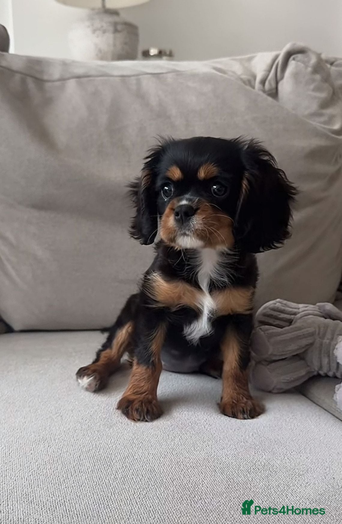 Cavalier King Charles Spaniel dogs Cavalier king Charles  - Advert 1