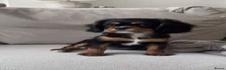 Cavalier King Charles Spaniel dogs for sale: Cavalier king Charles  - Advert 1