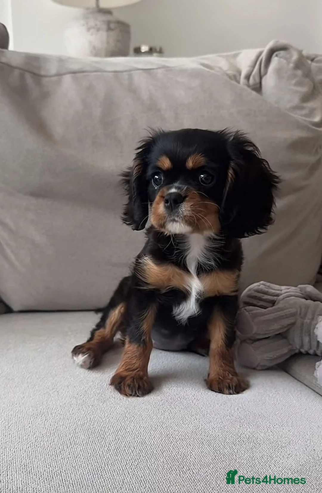 Cavalier King Charles Spaniel dogs for sale: Cavalier king Charles  - Advert 1