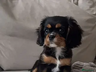 Cavalier King Charles Spaniel dogs Cavalier king Charles - Advert 16