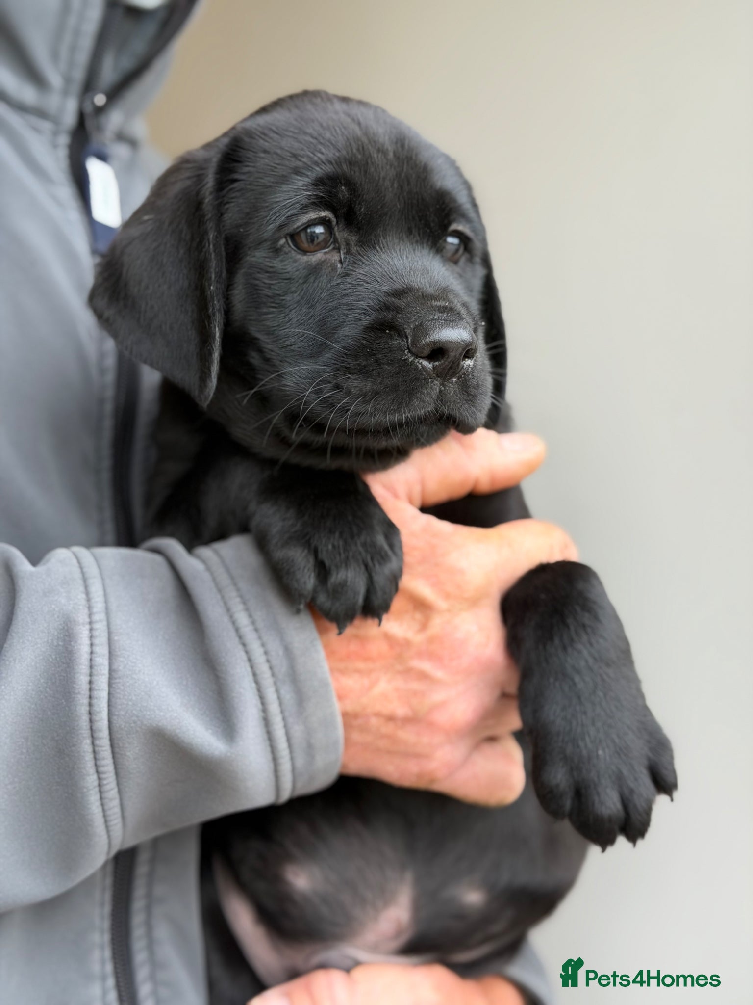 Labrador Retriever dogs KC REGISTERED LABRADOR PUPPIES - Advert 17