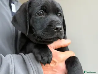 Labrador Retriever dogs KC REGISTERED LABRADOR PUPPIES - Advert 2