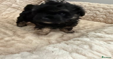 Maltipoo dogs - Advert 10