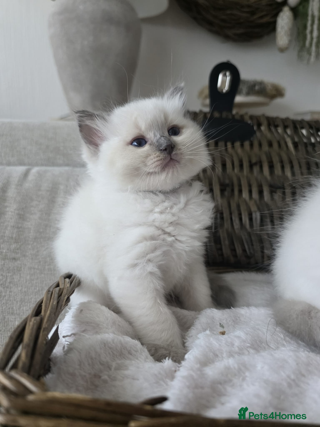 Ragdoll cats for sale: ✨RARE ALL LILAC LITTER GCCF&TICA Ragdoll Kittens✨ - Advert 7