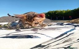 Bengal cats for sale: Bengals high guality kittens ready for new home  - Advert 16