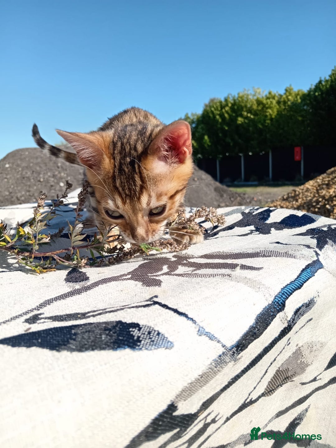 Bengal cats for sale: Bengals high guality kittens ready for new home  - Advert 16