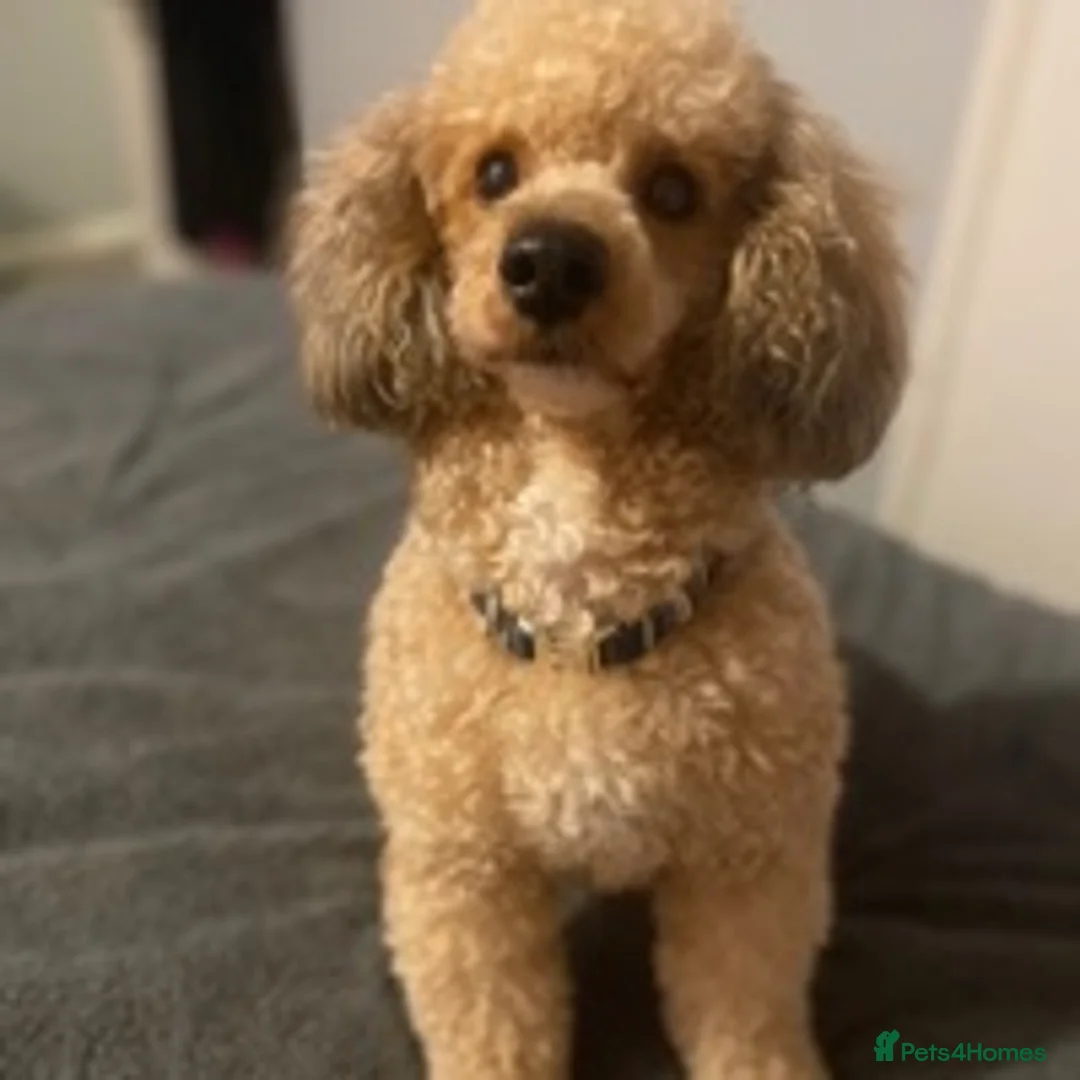 Miniature Poodle dogs for stud: 🏆PROVEN🏆 sable miniature poodle health tested in Havant - Advert 8
