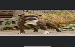 Staffordshire Bull Terrier dogs for sale: 7 BEAUTIFUL STAFFY PUPS SIRED BY CH FIGO - Image 18
