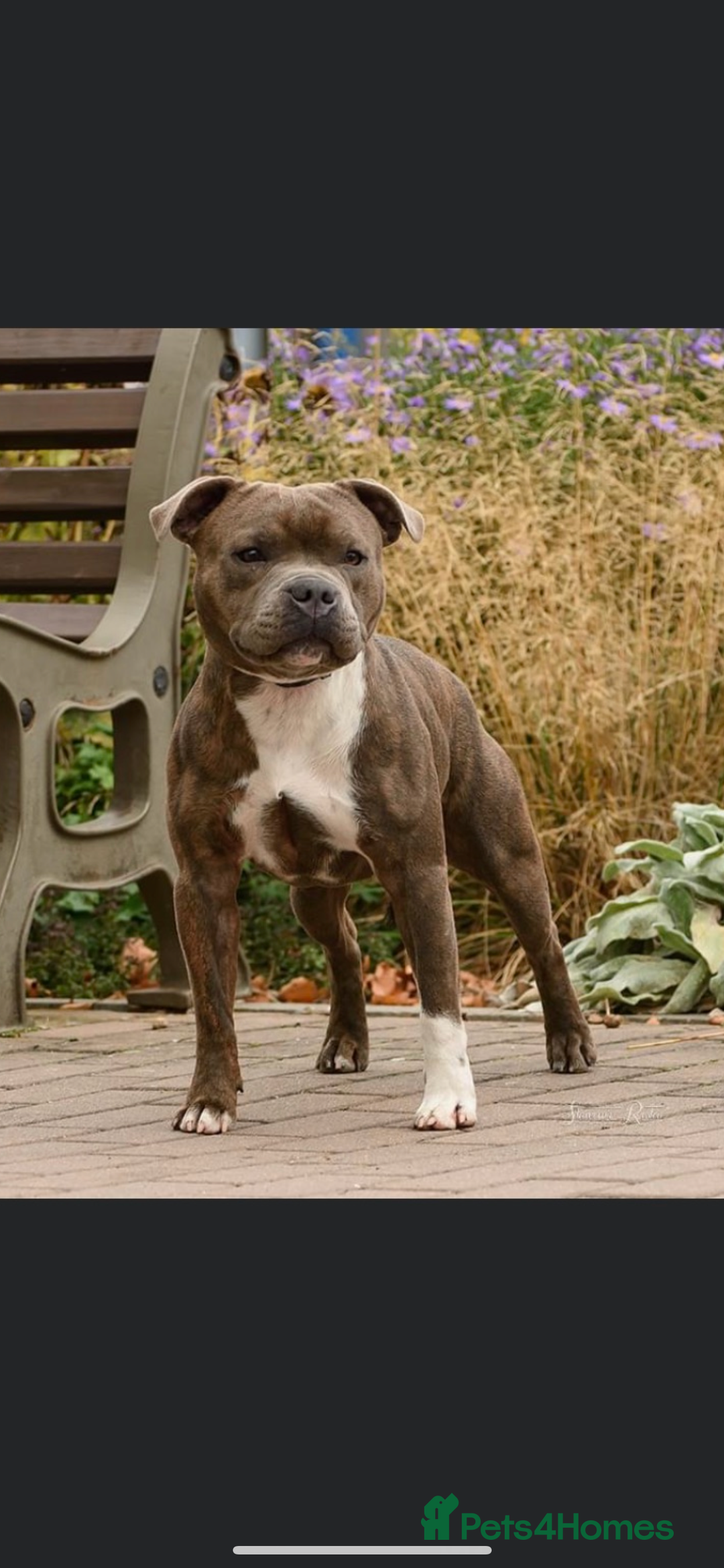 Staffordshire Bull Terrier dogs for sale: 7 BEAUTIFUL STAFFY PUPS SIRED BY CH FIGO - Image 18