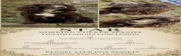 Cockapoo dogs for sale: BEAUTIFUL F1 COCKAPOO - READY NOW - Advert 9