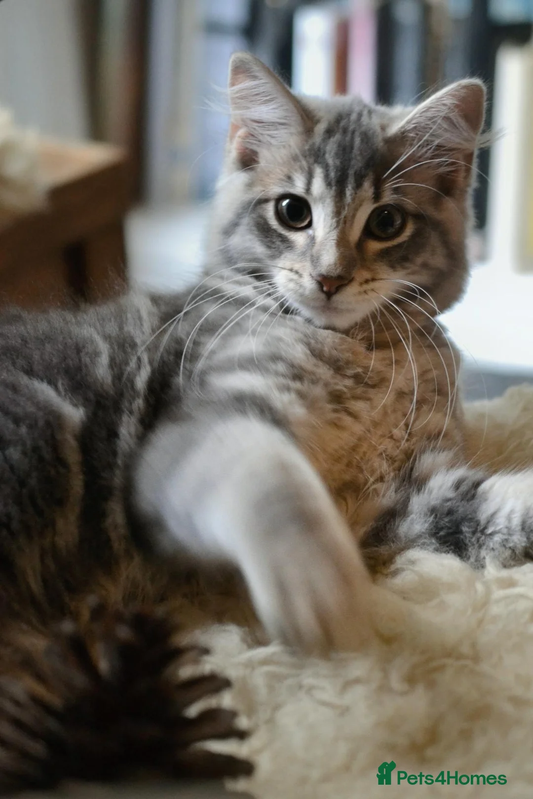 Maine Coon cats for sale: Russian blue mainecoon little boy - Advert 2