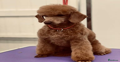Cavapoo dogs - Advert 6