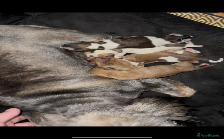 Yorkshire Terrier dogs - Advert 1