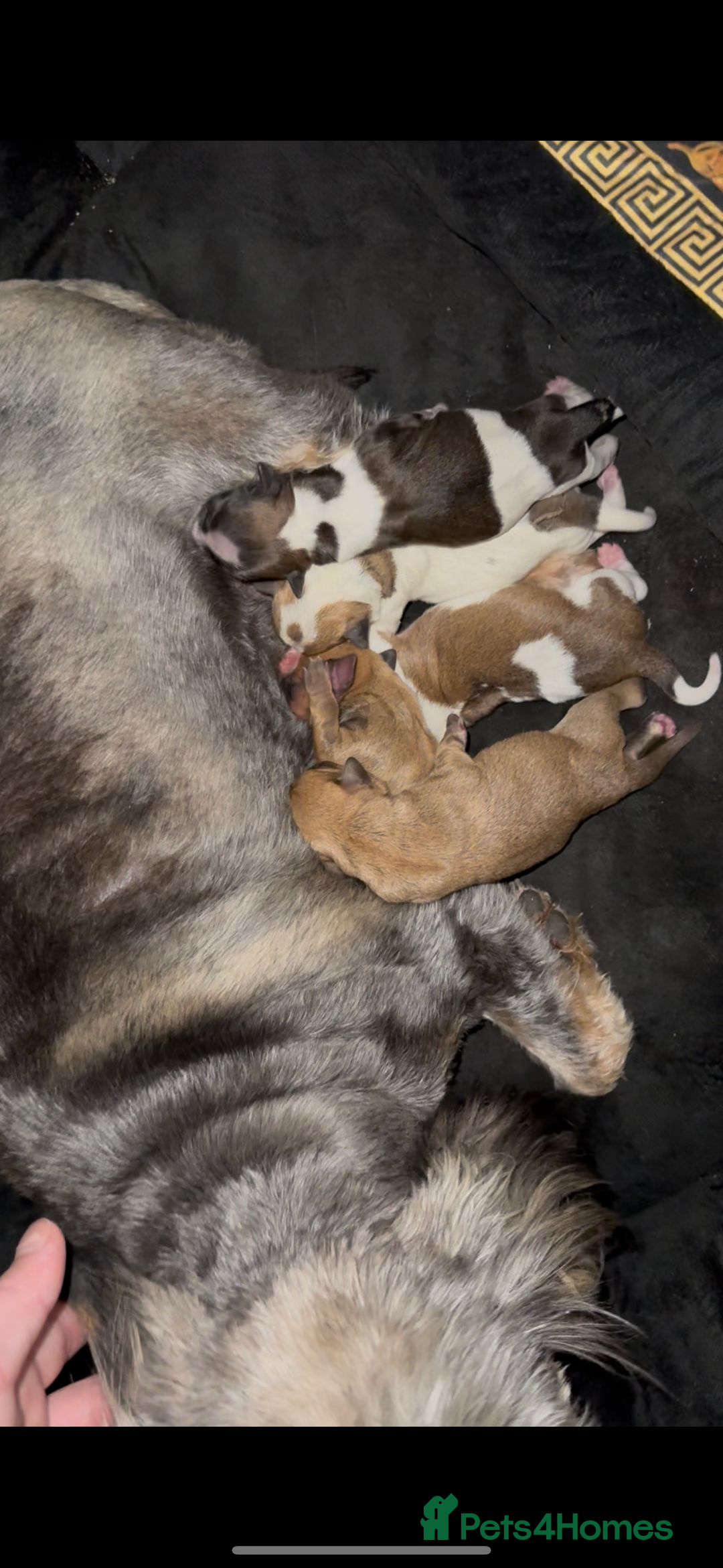 Yorkshire Terrier dogs for sale: Yorkshire terrier puppies - Image 1