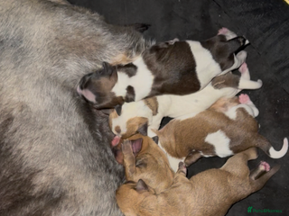 Yorkshire Terrier dogs for sale - Advert 1