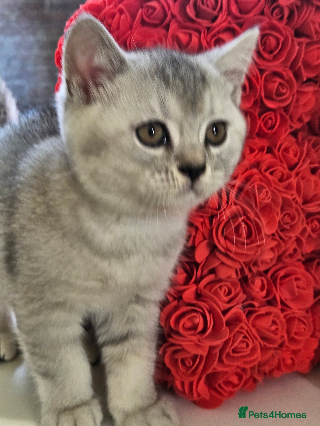 British Shorthair cats for sale: British shothair kittens  - Image 24