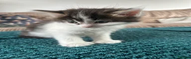 British Longhair 1