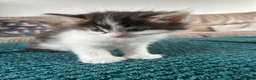British Longhair cats for sale: Beautiful long haired polydactyl kittens for sale  - Advert 5