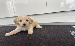 Cavapoochon dogs for sale: Beautiful Cavapoochon puppies for sale  - Image 20