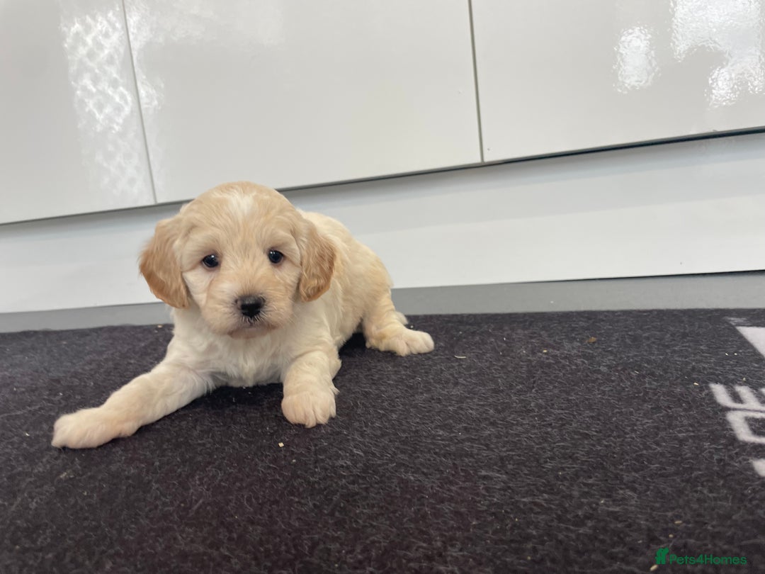 Cavapoochon dogs for sale: Beautiful Cavapoochon puppies for sale  - Image 20