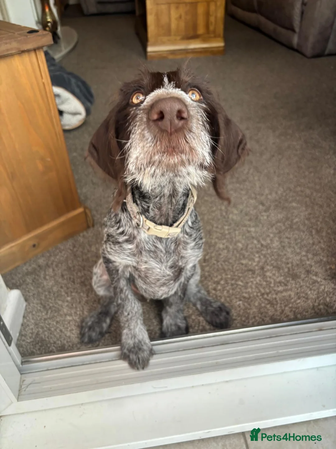 German Wirehaired Pointer dogs for sale: Stunning 12 wk female German Wirehaired pup GWP - Advert 2