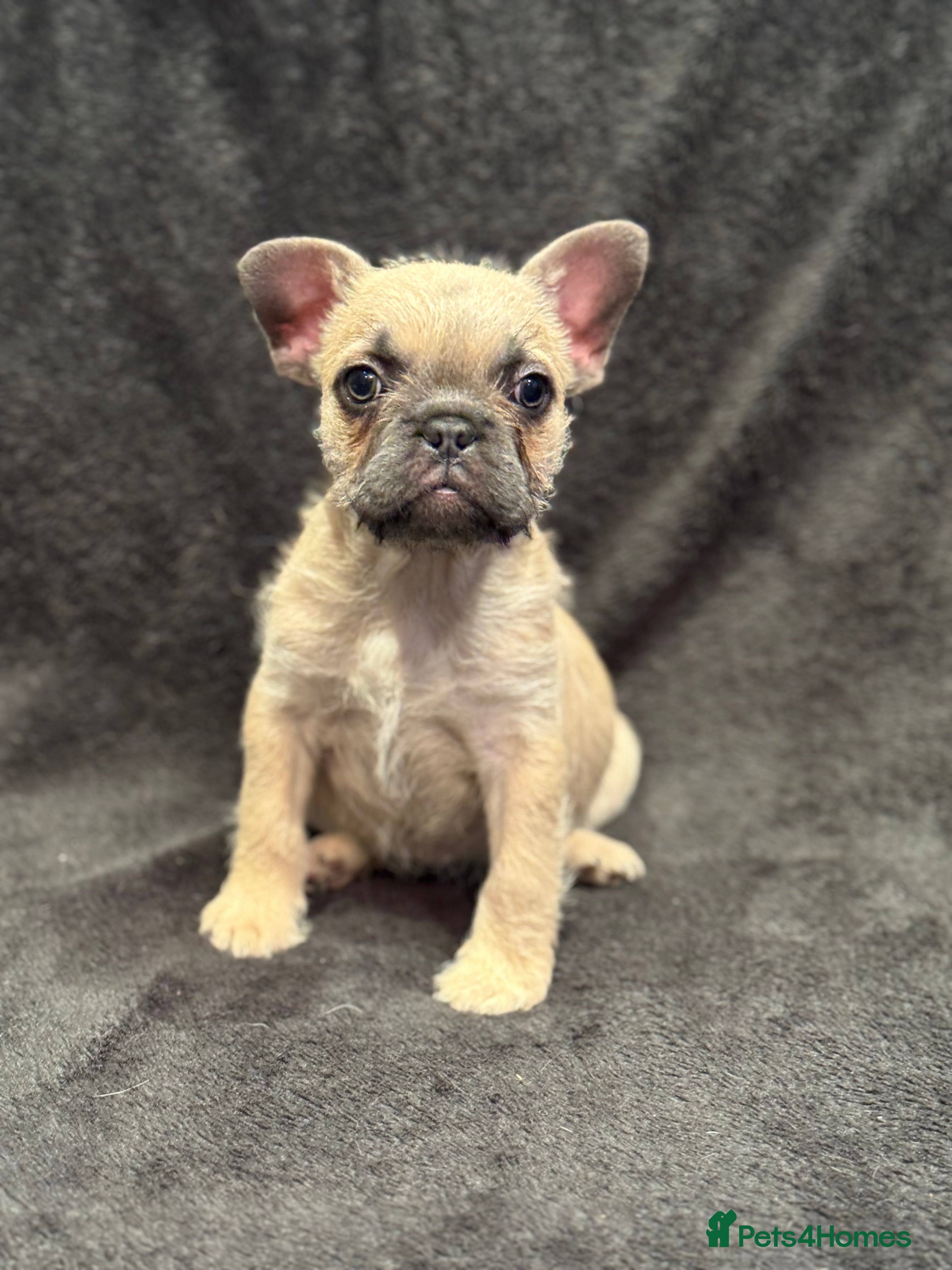 French Bulldog dogs Full fluffy frenchies - Advert 11