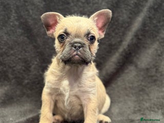 French Bulldog dogs Full fluffy frenchies - Advert 1