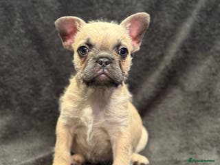 French Bulldog dogs Full fluffy frenchies - Advert 11