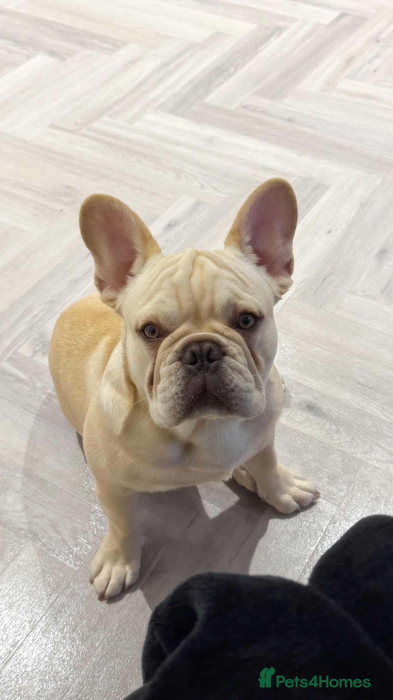 French Bulldog dogs French BullDog Boy - 7 Months Old  - Advert 1